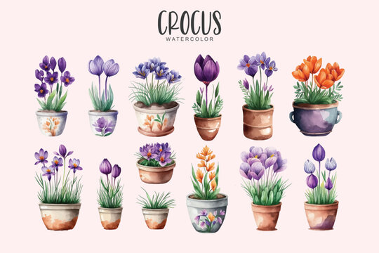 crocus flowers in pots set on isolated simple background, flower watercolor illustration