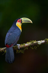 Red-breasted Toucan