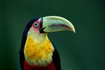 Red-breasted Toucan
