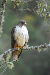 Red-tailed Hawk