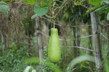 Benincasa hispida (blonceng, labu air, Benincasa hispida, the wax gourd, ash gourd) on the tree. It is eaten as a vegetable when mature