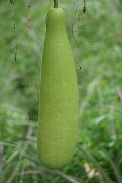 Benincasa hispida (blonceng, labu air, Benincasa hispida, the wax gourd, ash gourd) on the tree. It is eaten as a vegetable when mature