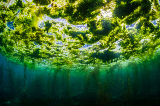 Forest of Seaweed