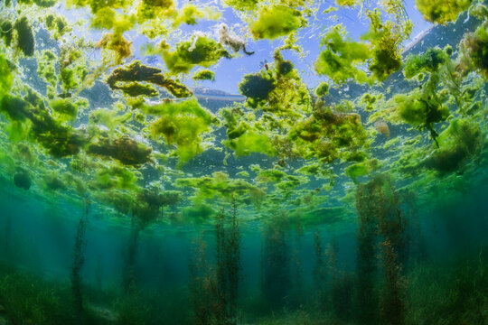 Forest of Seaweed