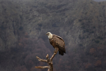 Griffon vultures are searching for food. Vultures in the Bulgaria mountains. Carnivore during winter. Vultures are fighting on the rock. European nature.