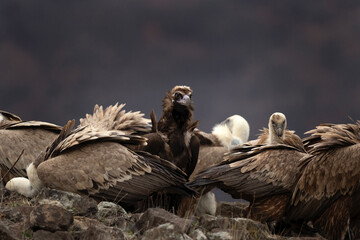 Black vulture is fighting against griffon vultures. Gyps fulvus and aegypius monachus are together in the Rhodope mountains. European nature. 