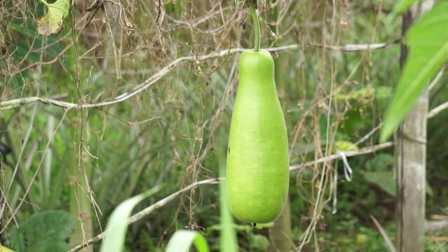 Benincasa hispida (blonceng, labu air, Benincasa hispida, the wax gourd, ash gourd) on the tree. It is eaten as a vegetable when mature