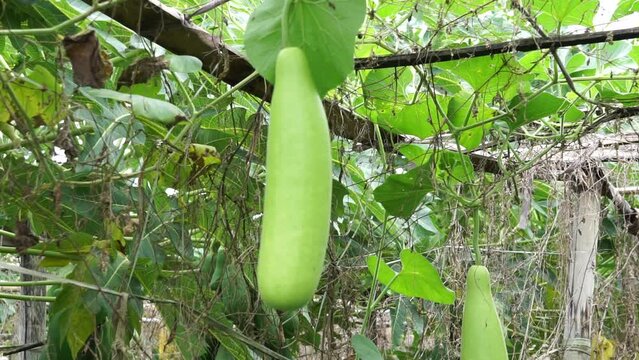 Benincasa hispida (blonceng, labu air, Benincasa hispida, the wax gourd, ash gourd) on the tree. It is eaten as a vegetable when mature