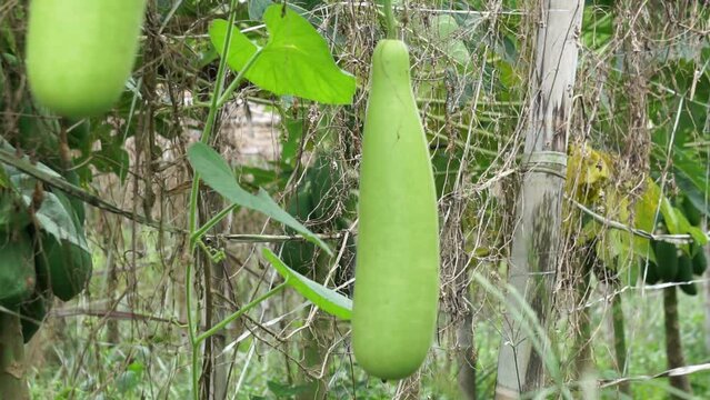 Benincasa hispida (blonceng, labu air, Benincasa hispida, the wax gourd, ash gourd) on the tree. It is eaten as a vegetable when mature