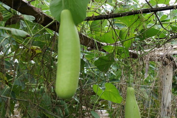 Benincasa hispida (blonceng, labu air, Benincasa hispida, the wax gourd, ash gourd) on the tree. It is eaten as a vegetable when mature