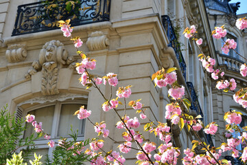 Fototapeta na wymiar Paris, France. Cherry blossoms blooming in Monceau Park. April 9, 2023.