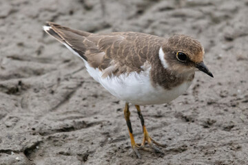 Little ringed plover (Charadrius dubius) in marshel emporda catalonia girona spain
