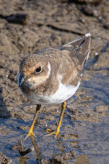 Little ringed plover (Charadrius dubius) in marshel emporda catalonia girona spain