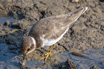 Little ringed plover (Charadrius dubius) in marshel emporda catalonia girona spain