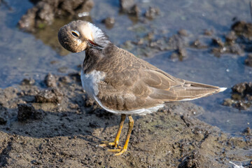Little ringed plover (Charadrius dubius) in marshel emporda catalonia girona spain