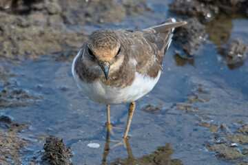 Little ringed plover (Charadrius dubius) in marshel emporda catalonia girona spain