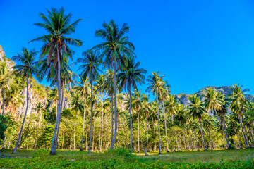 Fototapeta na wymiar Coconut palms and rocks near the water, Tonsai Bay, Railay Beach, Ao Nang, Krabi, Thailand