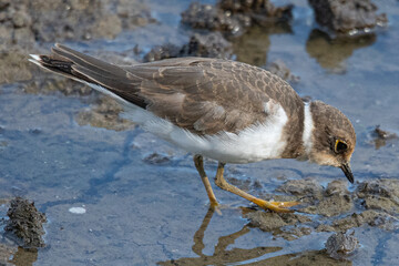 Little ringed plover (Charadrius dubius) in marshel emporda catalonia girona spain