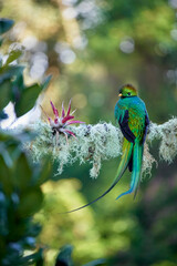 Resplendent Quetzal