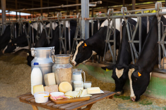 Fresh milk in glass carafe and cans, bowl with soft cottage cheese and various hard cheeses on table on background of cows in stall. Healthy farm products