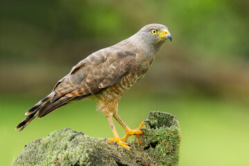 Road-side Hawk