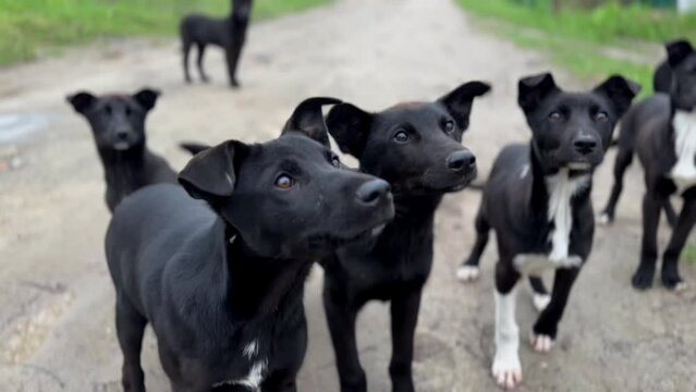 Big doggy family hungry for food, running up to a hand hoping for a treat. Stray black and white puppies in the countryside.