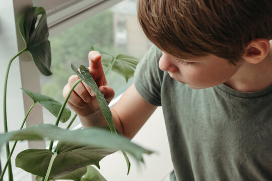 Kid studying structure of green leaf.