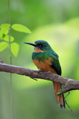 Rufous-tailed Jacamar