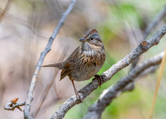 Lincoln's Sparrow in New Mexico Woodland