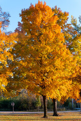 Fototapeta premium Beautiful Autumn Maples in Golden Light