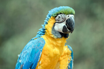 this is a close up of a blue and gold macaw