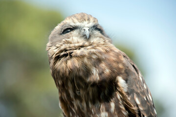 this is a close up of a boobook owl