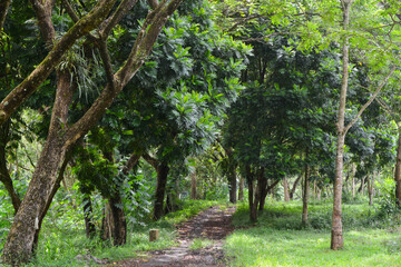 View of withered trees and green meadow in the morning in Wonosobo city park, Indonesia