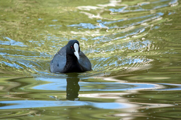 the Eurasian coot is swimming in the lake