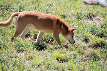 the golden dingo was chasing a grasshopper