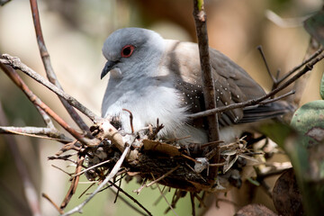 the diamond dove is sitting on a nest
