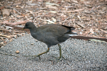 this is a side view of a dusky moorhen chick