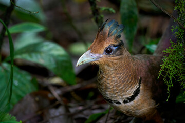 Rufous-vented Ground-Cuckoo