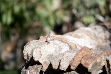 the fairy wren is resting on a rock wall