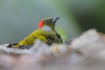 Rufous-winged Woodpecker