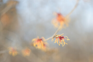 ニシキマンサク / Japanese witch hazel