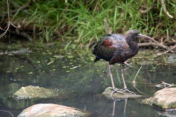 the ibis is standing on a rock in a pond