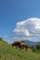 cows in the field