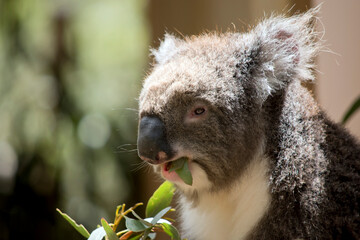 this is a close up of a koala eating a eucaplytus leaf