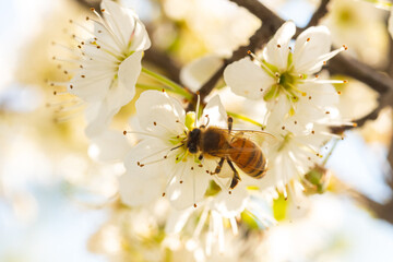  bee  on tree blossoms