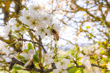 bee  on tree blossoms