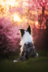 Border collie dog, spring background 