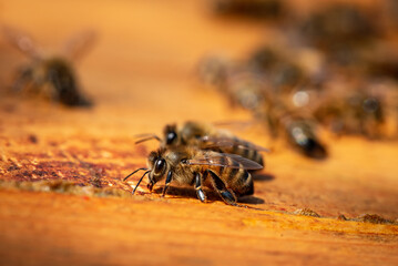 honey bees