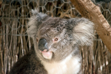 this a close up of a koala