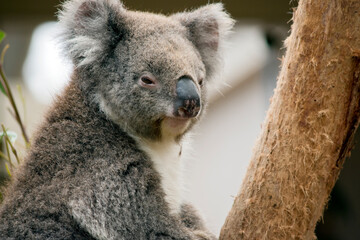 this is a close up of a koala on a tree